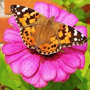 Meet your Posher, Sam